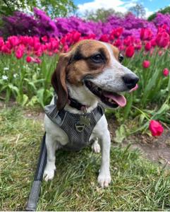 Dr. Jordan Prescott's Dog